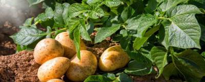 Егор Редин - В каких случаях в России могут оштрафовать за выращивание картофеля - runews24.ru