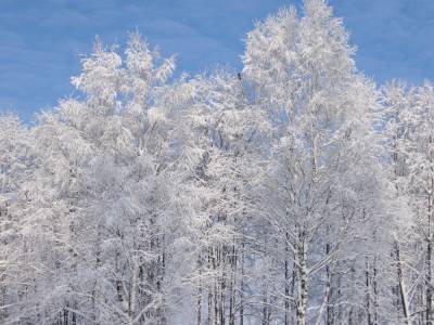 Будет очень холодно. К концу недели ожидаются морозы до -29°С - grodnonews.by - Белоруссия