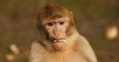 На Бали обезьяны научились воровать вещи подороже, чтобы получить более ценный выкуп - focus.ua - Канада