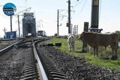 В районе Сочи поезд врезался в стадо коров - kuban.mk.ru - Сочи
