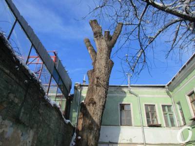 Одесский «пушкинский» тополь могут окончательно спилить? (фото) - odessa-life.od.ua