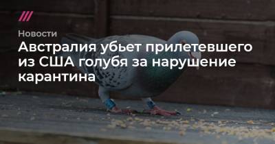 Австралия убьет прилетевшего из США голубя за нарушение карантина - tvrain.ru - США - Австралия - Мельбурн - штат Алабама