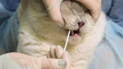 Коты могут заразиться ковидом от хозяев, но не заражают сами - vesti.ru