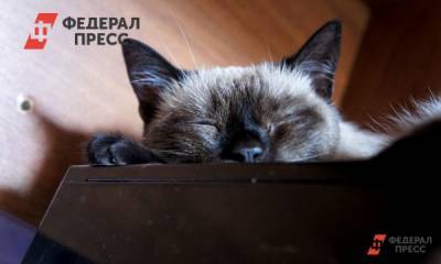 Елен Майоров - В Петербурге ученые обследовали заболевшего коронавирусом домашнего кота - fedpress.ru - Санкт-Петербург - окр.Сзфо
