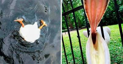 Люди делятся своими неудачными фотографиями дикой природы. И это весело - skuke.net