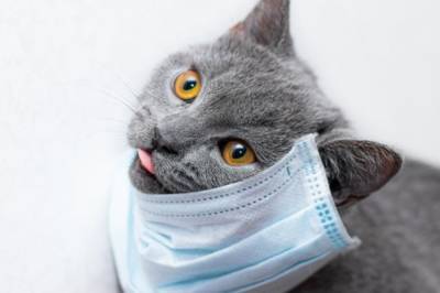 В России домашний кот заразился коронавирусом от людей - vkcyprus.com