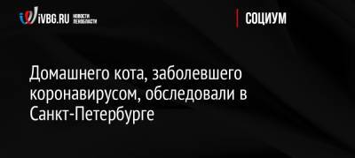 Домашнего кота, заболевшего коронавирусом, обследовали в Санкт-Петербурге - ivbg.ru - Россия - Санкт-Петербург