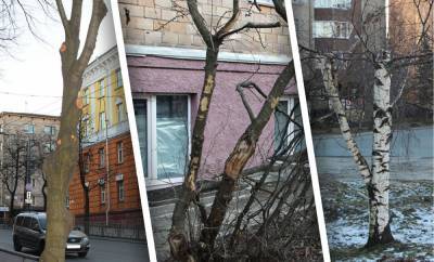 Ирина Мирошник - Неужели наши чиновники хотят видеть Петрозаводск уродливым, лысым и серым?! Разоблачающие фотографии - gubdaily.ru - Петрозаводск