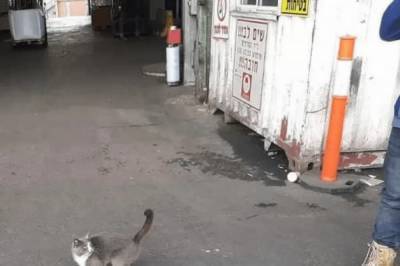 Одесский кот пробрался в контейнер с конфетами, а через три недели его нашли в Израиле: фото - newsone.ua - Одесса