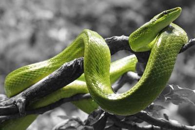 Ученые рассказали неожиданный факт о жизни змей - cursorinfo.co.il - США - шт. Колорадо