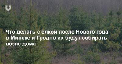 Что делать с елкой после Нового года: в Минске и Гродно их будут собирать возле дома - news.tut.by - Минск