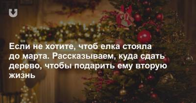 Если не хотите, чтоб елка стояла до марта. Рассказываем, куда сдать дерево, чтобы подарить ему вторую жизнь - news.tut.by - Минск