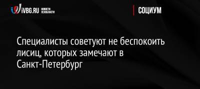 Специалисты советуют не беспокоить лисиц, которых замечают в Санкт-Петербург - ivbg.ru - Россия - Санкт-Петербург