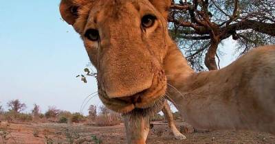 Лев - Что видит жертва льва перед смертью: в сеть попало редкие кадры (видео 18+) - focus.ua - Замбия