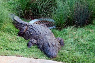 Бегемоты пришли на помощь оказавшемуся в зубах крокодила рыболову - lenta.ru - Зимбабве
