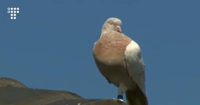 Джо Байден - В Австралии хотели усыпить голубя, который «прилетел из США» и нарушил карантин. Но он оказался австралийцем - hromadske.ua - США - Австралия - Мельбурн - штат Оклахома