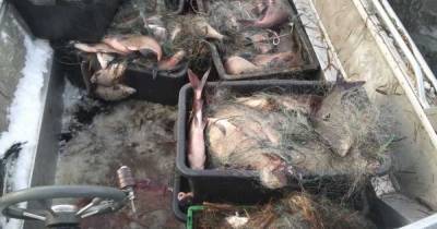 В Калининградском заливе задержали браконьеров с 400 кг рыбы - klops.ru