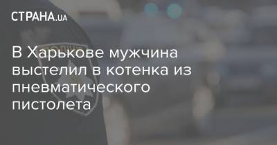 В Харькове мужчина выстелил в котенка из пневматического пистолета - strana.ua - Харьков