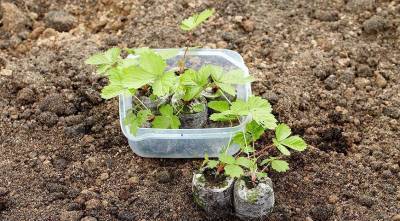 Выращивание рассады земляники из семян в торфяных таблетках - skuke.net