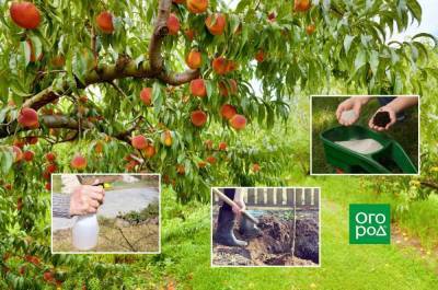 8 условий для хорошего роста персика в средней полосе - skuke.net