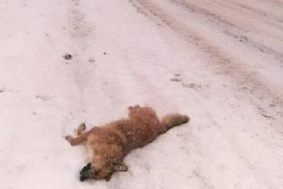 В Кинешме вдоль дорог лежали трупы отстрелянных собак - mkivanovo.ru