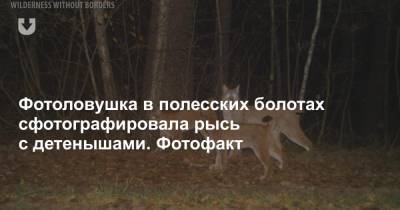Фотоловушка в полесских болотах сфотографировала рысь с детенышами. Фотофакт - news.tut.by - Белоруссия