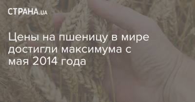 Цены на пшеницу в мире достигли максимума с мая 2014 года - strana.ua