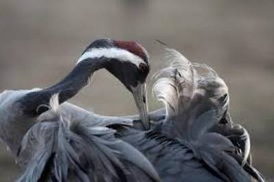 Массовая гибель краснокнижных журавлей: Стала известна причина мора птиц в заповеднике "Аскания-Нова" - vkcyprus.com - Херсон