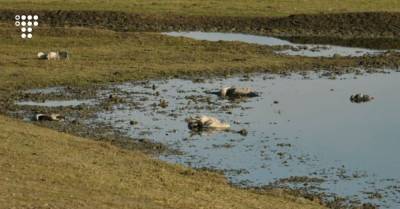 В заповеднике «Аскания-Нова» из-за отравленного зерна погибли сотни краснокнижных серых журавлей - hromadske.ua - Украина