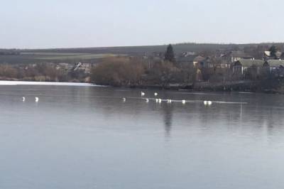 Украинские спасатели освободили лебедей, примёрзших ко льду на озере - aif.ru - Украина - Одесская обл.
