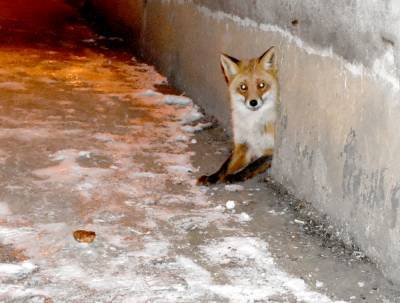 В Новомичуринске лиса поселилась в подвале дома вместе с кошками - 7info.ru - Новомичуринск