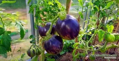 Выращивание черноплодных томатов (ФОТО) – посадка и уход - skuke.net