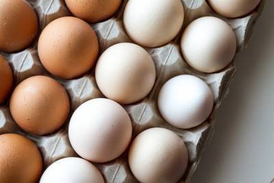Производство яиц возродилось в Ульяновской области - ulpravda.ru - Ульяновская