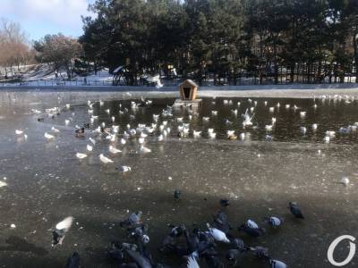 Пруды в одесском парке Победы затянуло льдом (фото) - odessa-life.od.ua