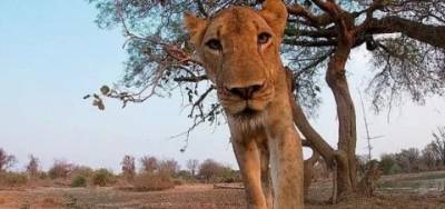 Пользователей Сети поразило видео, как львица набросилась на камеру и съела ее - enovosty.com - Замбия