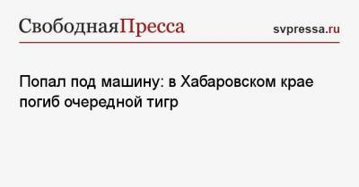 Попал под машину: в Хабаровском крае погиб очередной тигр - svpressa.ru - Тюменская обл. - Хабаровский край - Хабаровск - район Нанайский