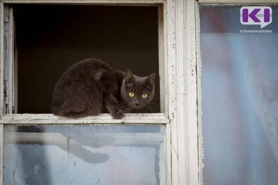 В Сыктывкаре спасли котенка, выпавшего из окна пятиэтажки - komiinform.ru - респ. Коми - Сыктывкар