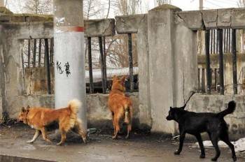 Мэр не знает, как бороться с бродячими собаками - vologda-poisk.ru - Вологда