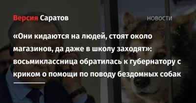 Валерий Радаев - «Они кидаются на людей, стоят около магазинов, да даже в школу заходят»: восьмиклассница обратилась к губернатору с криком о помощи по поводу бездомных собак - nversia.ru - Саратов