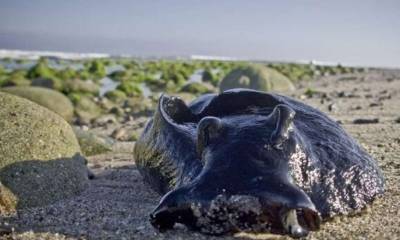 В Тихом океане обнаружили странных огромных слизней - inform-ua.info - Мексика