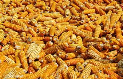 Экспорт украинской кукурузы превысил 10 млн т - agroportal.ua