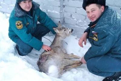 Под Волгоградом сотрудники МЧС спасли жизнь застрявшей в заборе косуле - volg.mk.ru - Волгоград