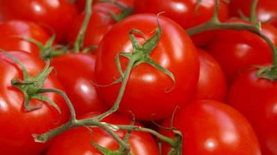 Россия разрешила предприятию из Казахстана поставлять томаты и перцы - riafan.ru - Москва - Павлодарская обл.