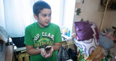 Девятилетний мальчик из Калининграда разводит цыплят в хрущёвке, чтобы помочь семье накопить на жильё - klops.ru - Калининград