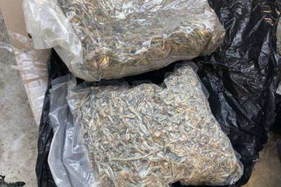 Офис Генпрокурора - В Запорожье в консервных банках нашли наркотиков более чем на 11 млн гривен - vkcyprus.com - Запорожье