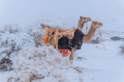 Сахару в средине января засыпало снегом: впечатляющие снимки природы - newsone.ua - Украина - Алжир