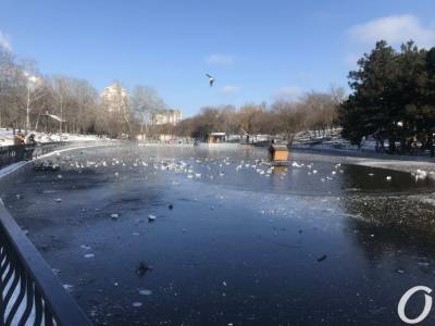 Импровизированный каток в одесском парке едва не погубил ребенка (видео) - odessa-life.od.ua