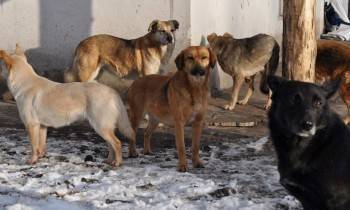 В Череповце вдвое увеличили финансирование отлова бродячих животных - vologda-poisk.ru - Череповец