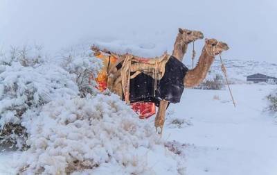 Невероятно но факт: Сахару засыпало снегом (шокирующие кадры) - agrimpasa.com - Саудовская Аравия - Алжир