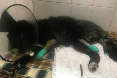 Томскому псу Барону с ампутированными лапами очень нужна помощь - tomsk.mk.ru - Новосибирск - Томск